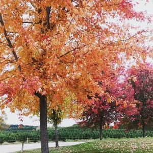 Meet your Posher, Diana